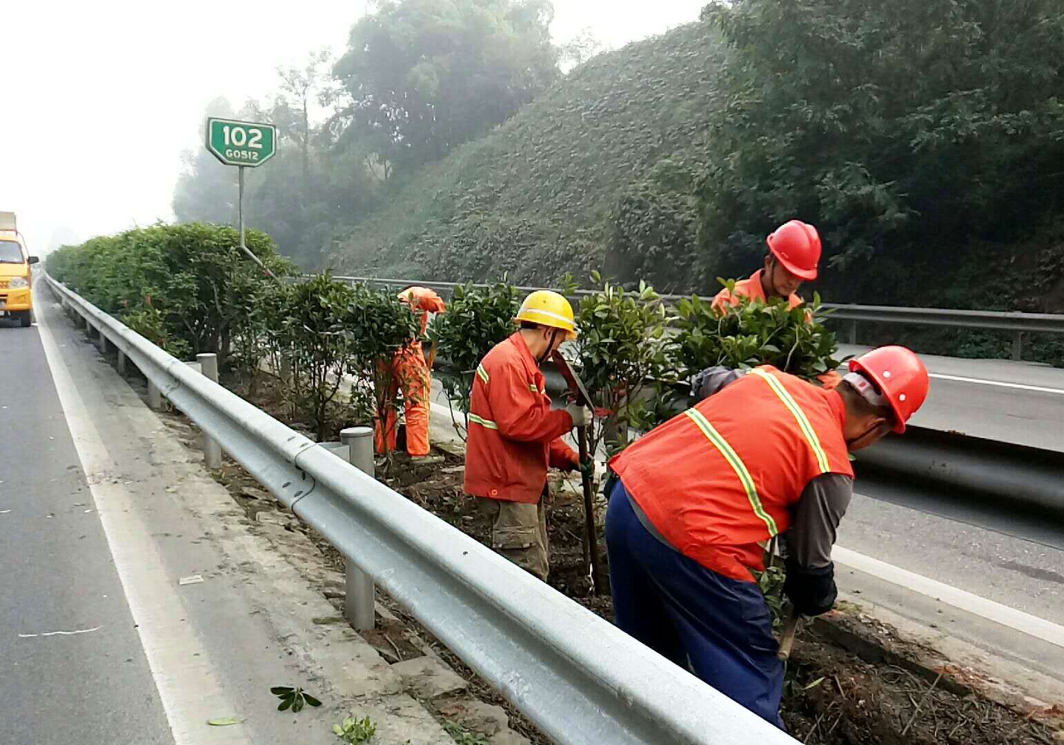 11.10+成乐运营+田明静+成乐运营管理分公司完成中央分隔带绿化升级改造.JPG