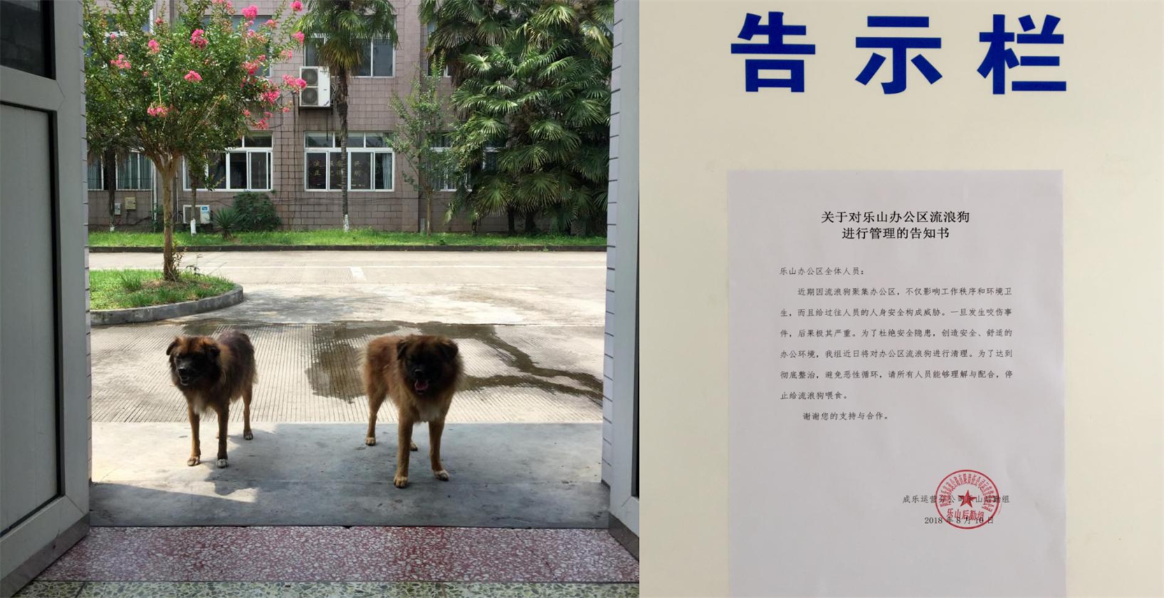 8.13+成乐运营+田明静+整治流浪犬  建立平安办公区.jpg