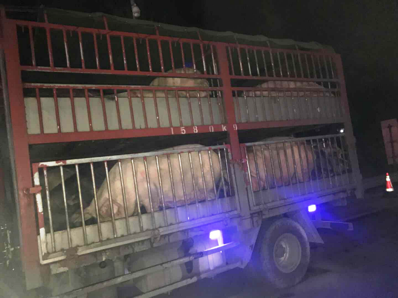 5.23+成乐运营+张传浩+ 成乐运营分公司严把入口关截获猪瘟车辆.png